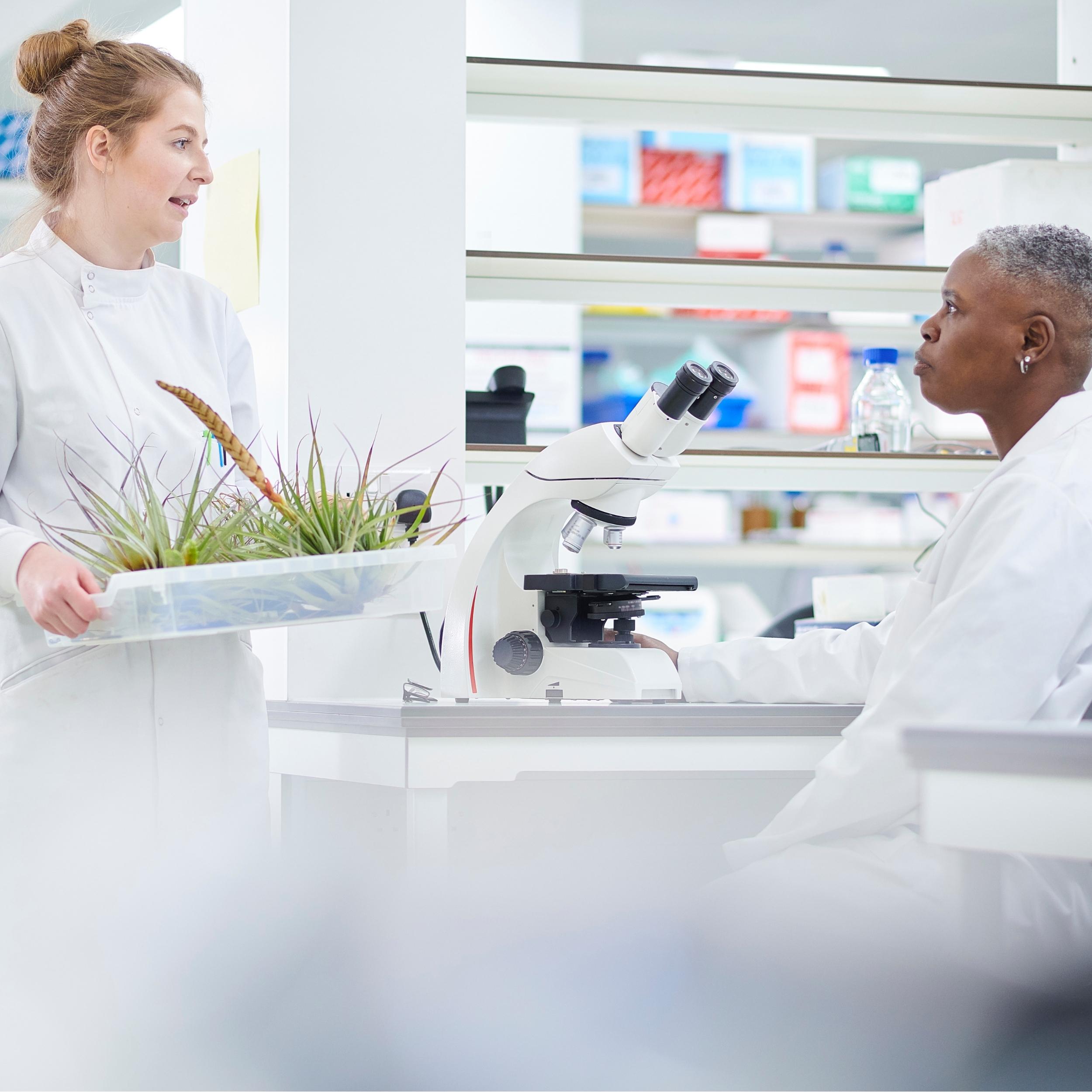 Two scientists conducting plant research lab